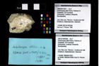 Foto (Objekt + Etikett) von Ambulocapsa altilis (Robins, Feldmann & Schweitzer, 2013)  (NHMW-GEO-1990-0041-2931)